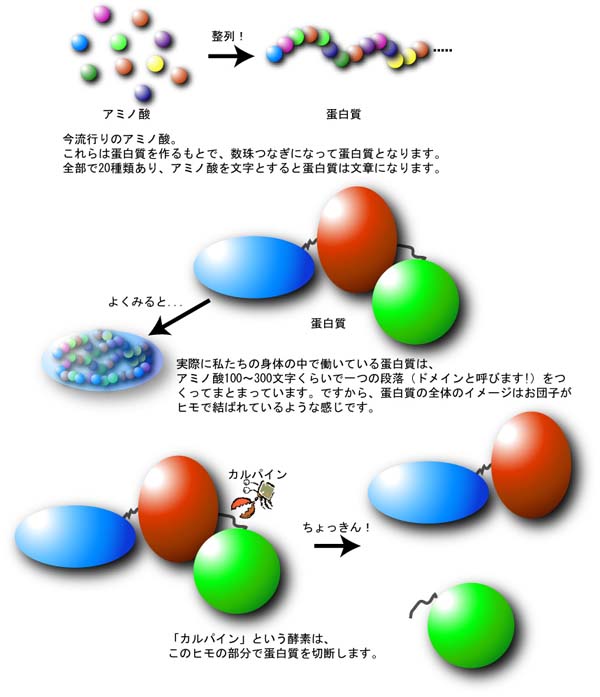 Protein and proteolysis