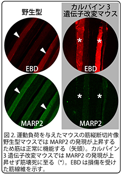 図2