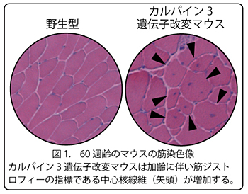 図1