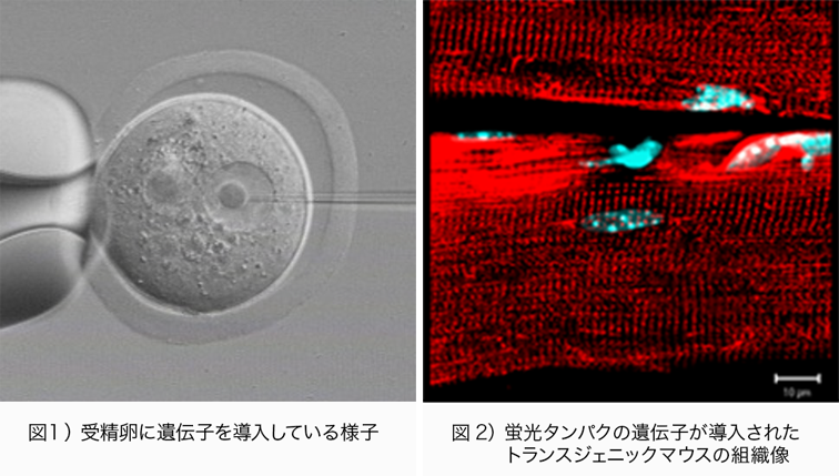 遺伝子改変動物