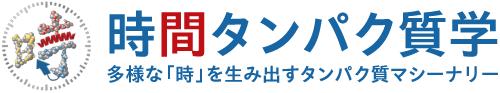 時間タンパク質学