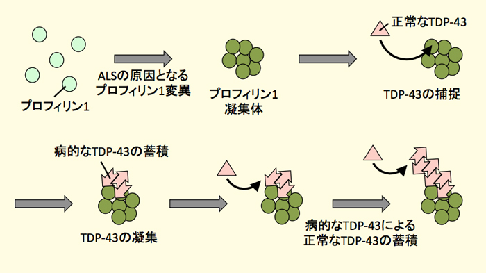 参考図
