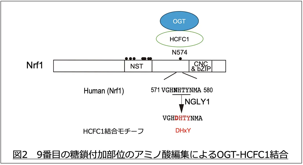 図2