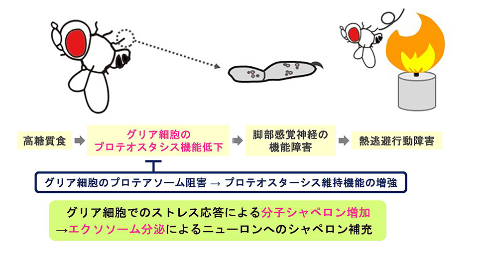 図2. グリア細胞プロテオスタシスは糖尿病性神経障害の新たな治療標的となる可能性