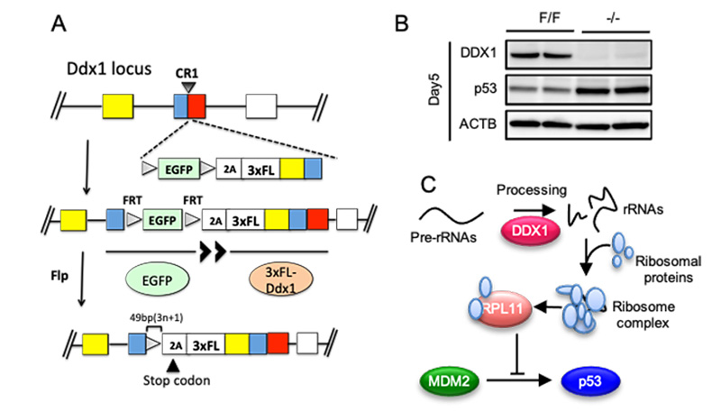 Conditional knockout system of ES cells uncovered a novel role of DDX1 in ribosome RNA processing which is linked to p53-mediated cell growth control.