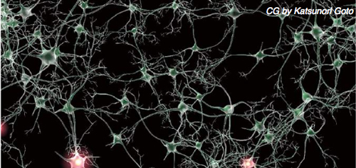 The brain is an assembly of neural networks