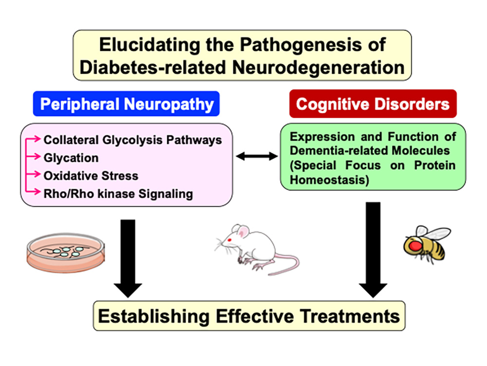 research on diabetic neuropathy