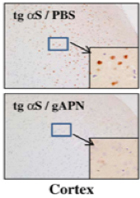 Fig1. Effect of adiponectin on neurodegeneration in tg mice