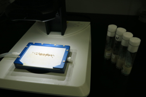 Fig.2 Drosophila molecular genetics 