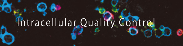 品質管理PJ Intracellular_Quality_Control