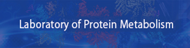 蛋白質代謝研究室