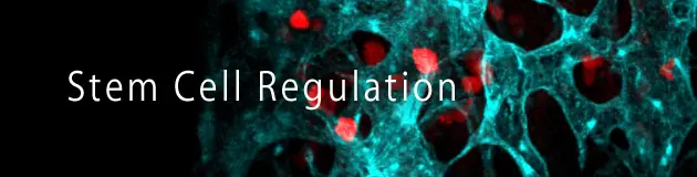 幹細胞制御PJ Stem Cell Regulation