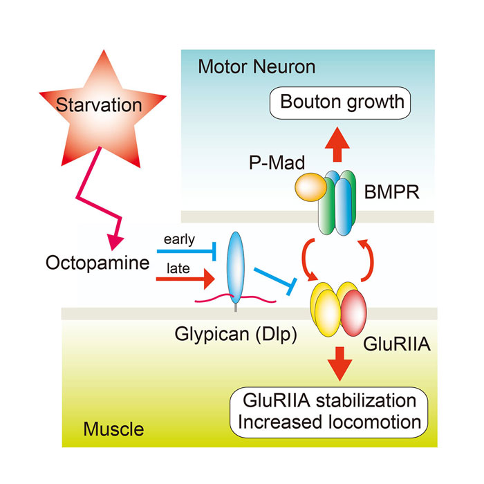 The HSPG Glypican Regulates Experience-Dependent Synaptic and Behavioral Plasticity by Modulating the Non-Canonical BMP Pathway