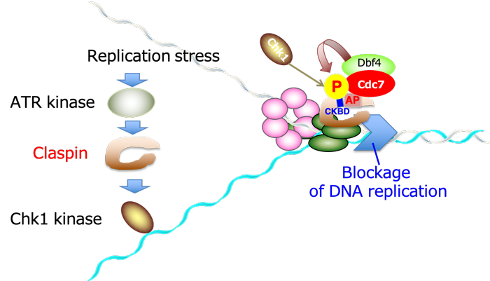 Cdc7 activates replication checkpoint by phosphorylating the Chk1 binding domain of Claspin in human cells