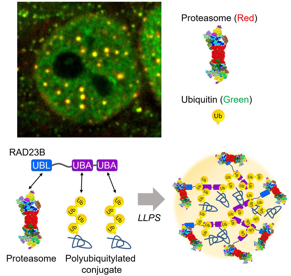 Proteasome Phase separation for destruction