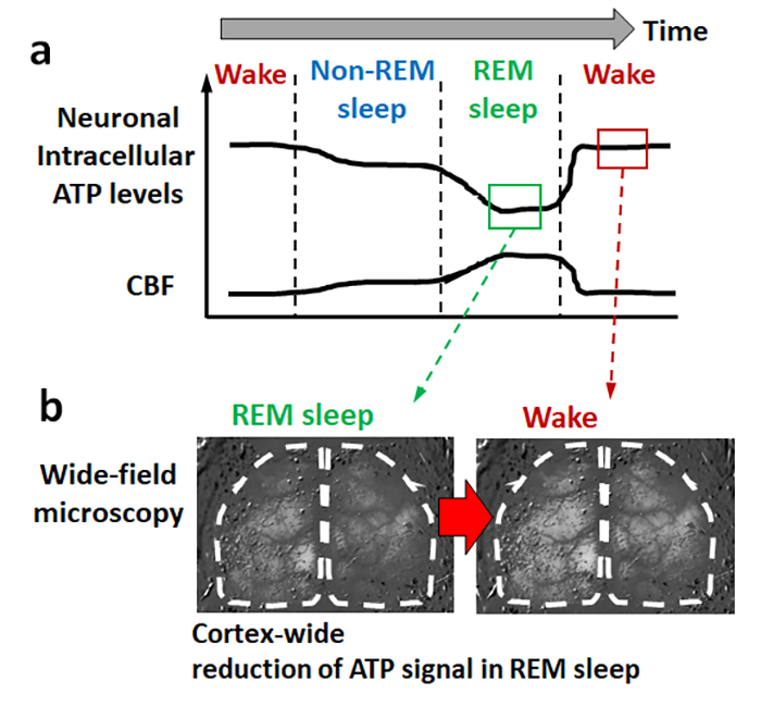 Figure1