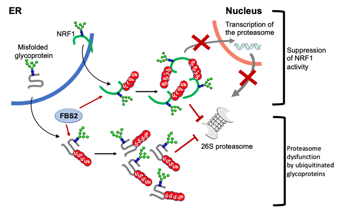 A schematic model of the mechanism of proteasome dysfunction by FBS2 in NGLY1 deficiency.