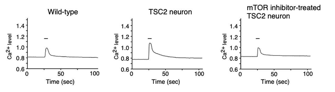 Figure 1. TSC2 neurons showed enhanced Ca2+ influx upon membrane depolarization