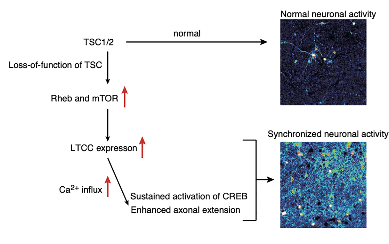 Figure 2. A schematic model of the mechanism of enhanced activation of TSC neurons