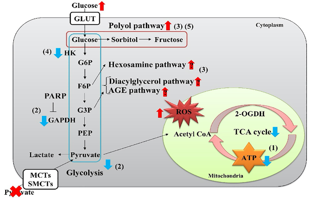 The schematic representation of sequential metabolic alterations in IMS32 Schwann cells under high-glucose pyruvate-starved conditions