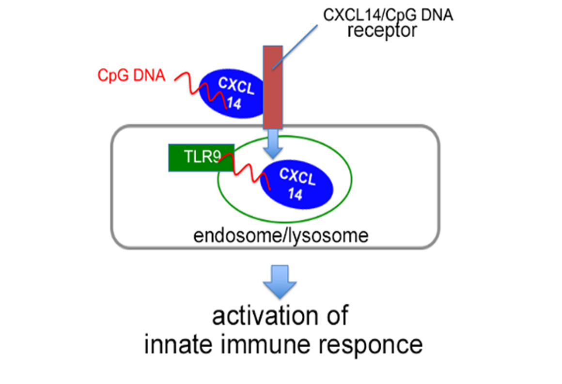 Fig. 1 Mechanism of innate immune activation of CXCL14 and CpG DNA