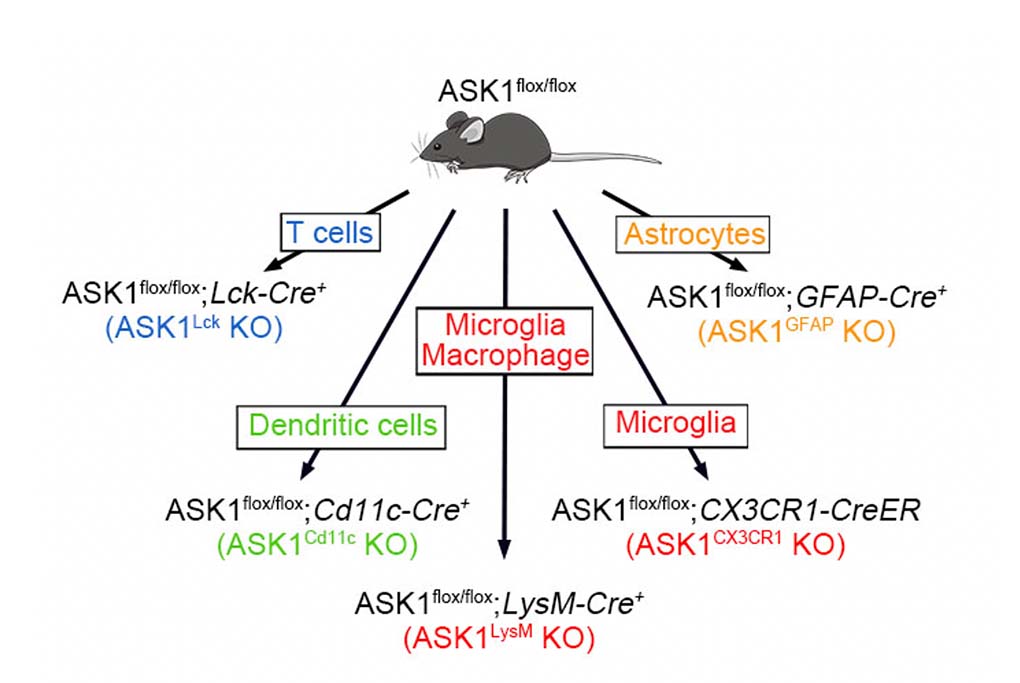 Figure1 Schematic diagram illustrating the breeding strategy and experimental design for cell-specific ASK1 knockout in immune cells or glial cells.