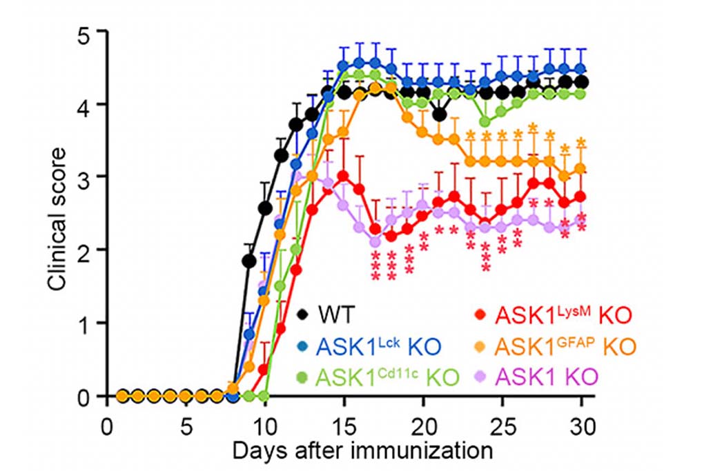 Figure2 Selective ASK1 deletion in microglia/macrophages or astrocytes reduced the severity of EAE.