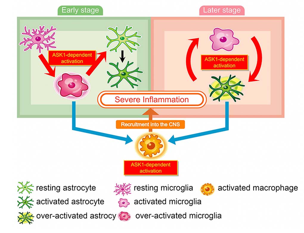 Figure3 Schematic model of ASK1-mediated glial interaction during neuroinflammation.