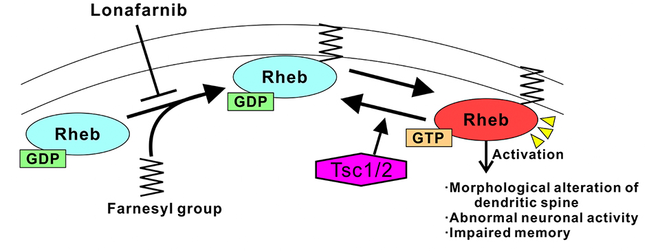 Figure 2：A schematic model of how Rheb activation induces memory impairments in the TSC mouse model.