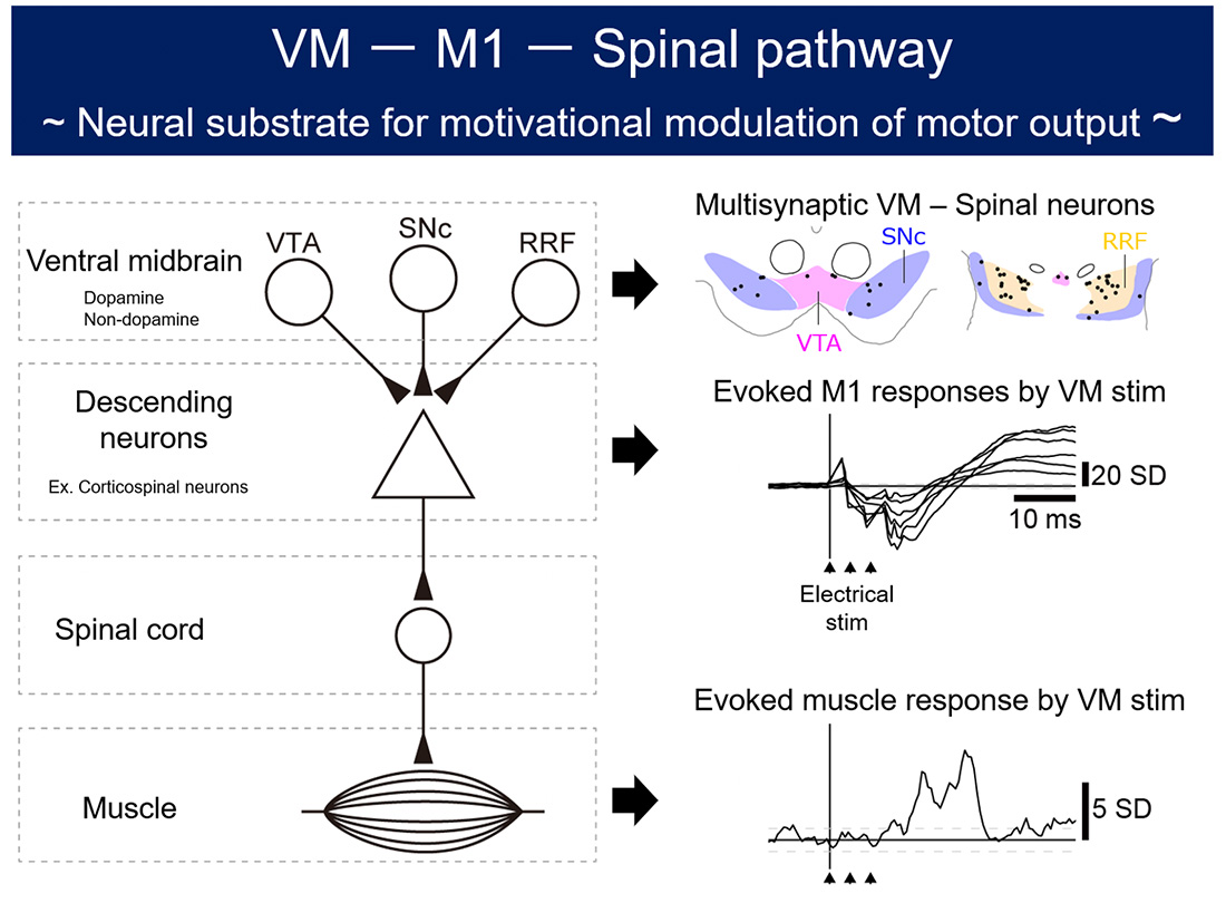 A multisynaptic pathway from the ventral midbrain to spinal motoneurons in monkeys