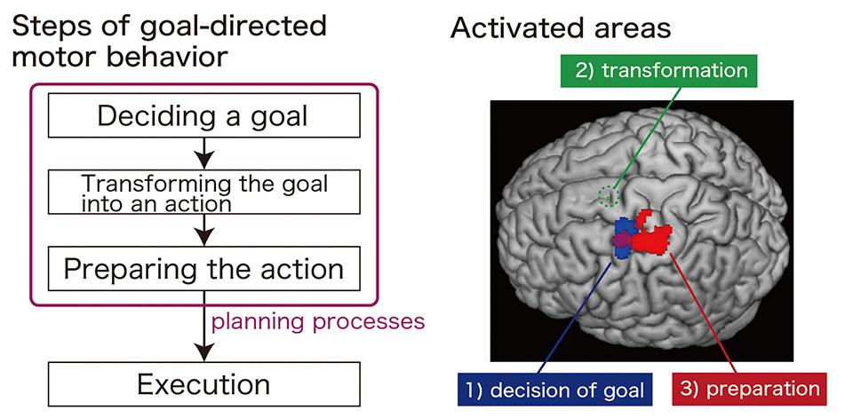 Different portions of the premotor cortex were activated according to each step of goal-directed motor behavior.