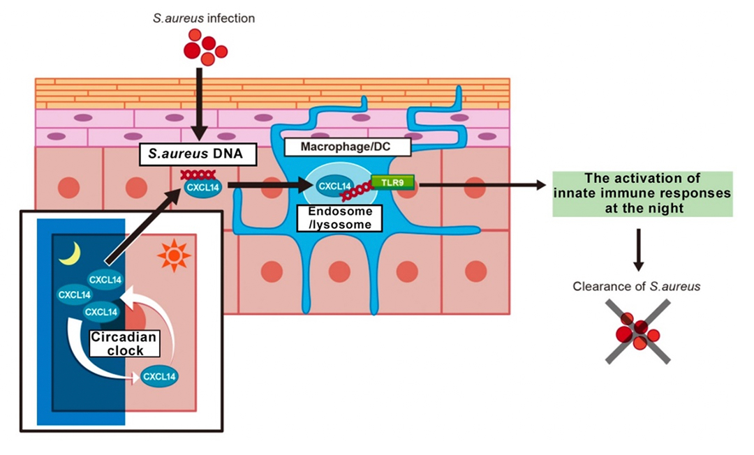 Figure1