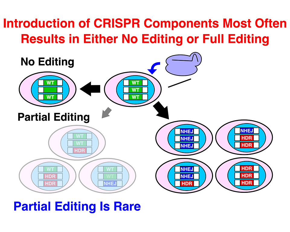 Graphical Abstract