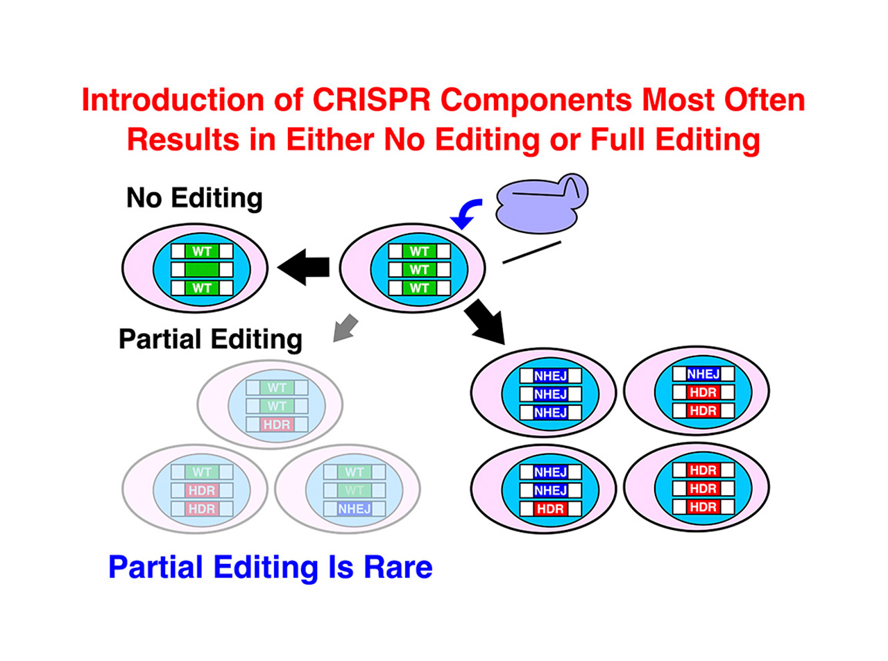 Genome Editing Is Induced in a Binary Manner in Single Human Cells