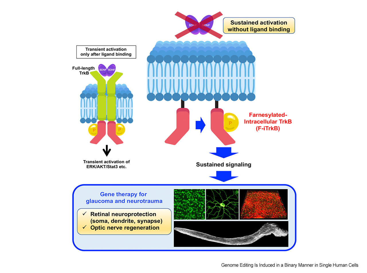 Gene therapy using a short-form neurotrophin receptor stimulates neuroprotection and optic nerve regeneration in mouse models of glaucoma