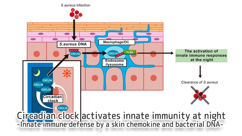Circadian clock activates innate immunity at night-Innate immune defense by a skin chemokine and bacterial DNA-