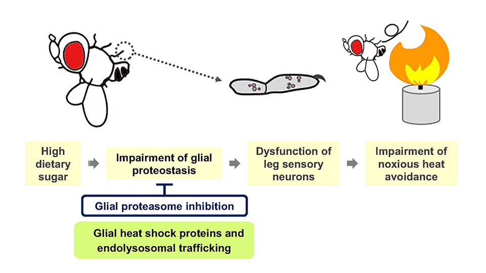 [Fig.1] Proteasome activity in the glia as one of the potential therapeutic targets for diabetic peripheral neuropathy.