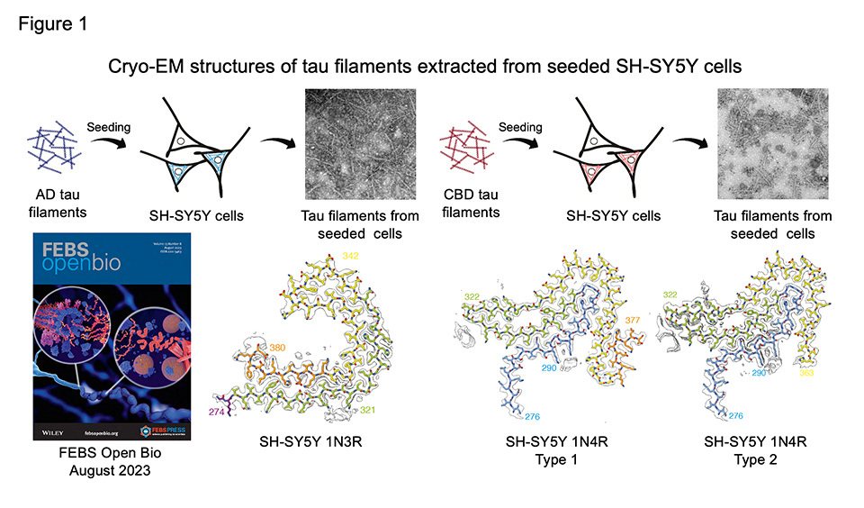 Figure 1. Structures of tau filaments amplified in SH-SY5Y cells