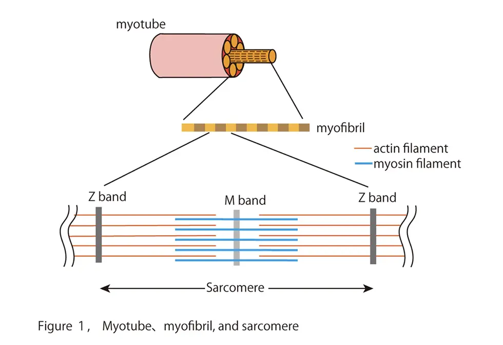 Figure1