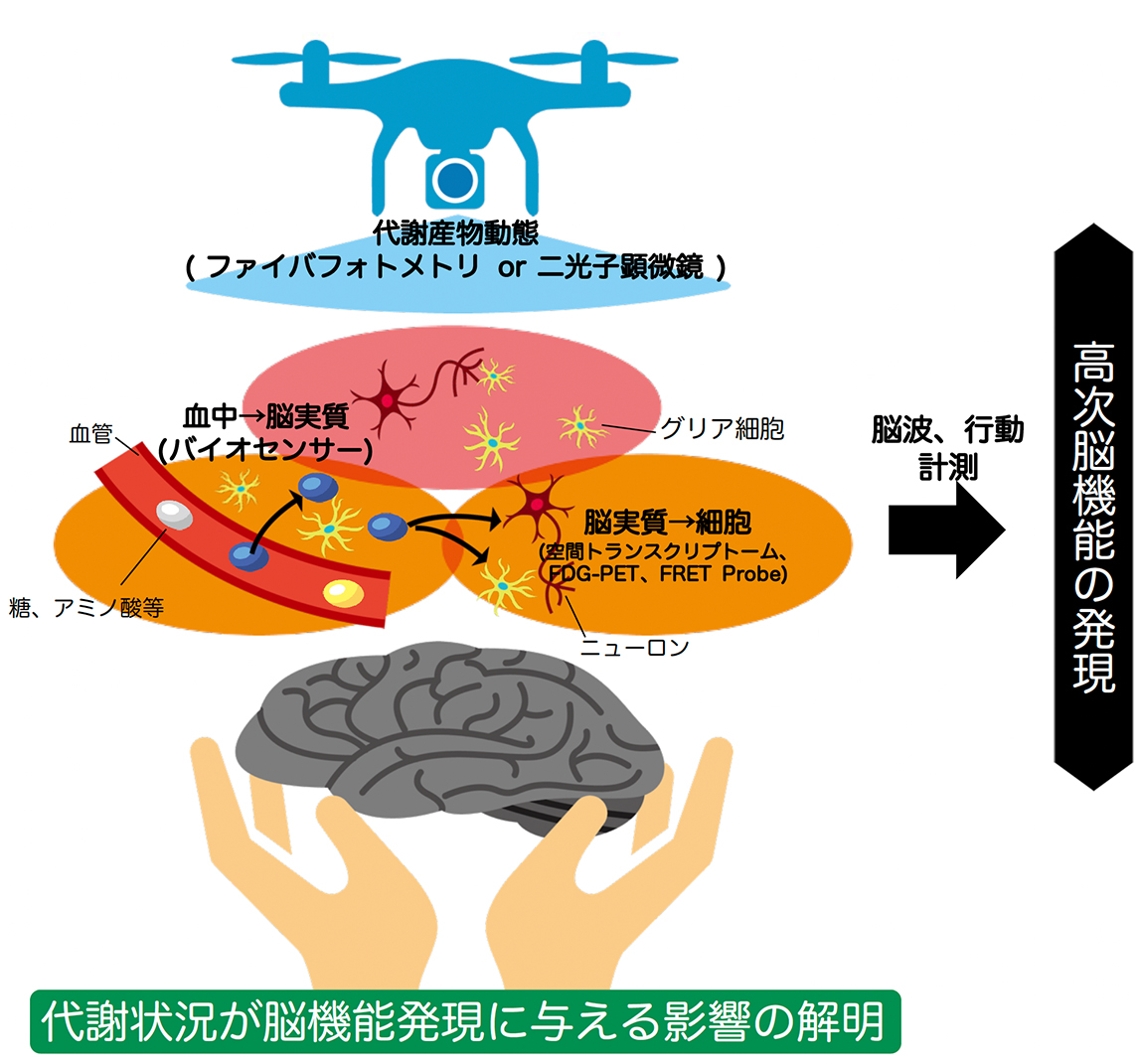 図① 研究内容の概念図