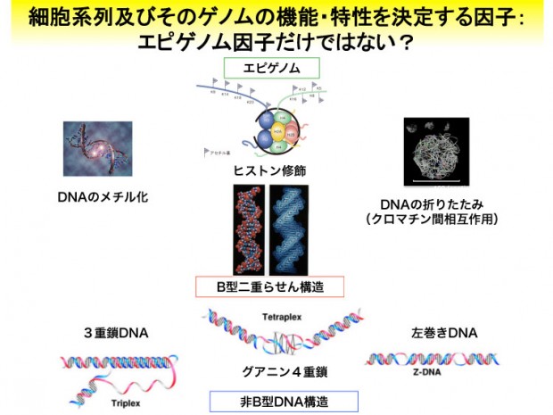 ñB^DNA.pptx