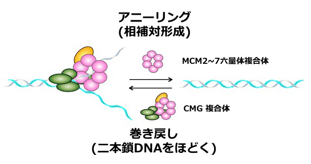独特の上品 研究内容(Our Research at a glance ) | 正井久雄のページ（旧 生物学
