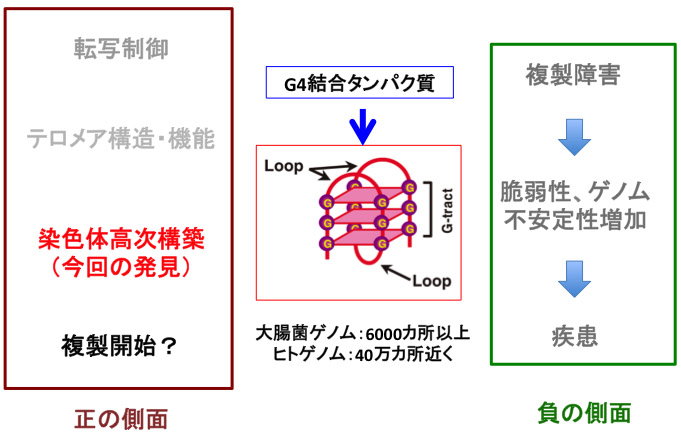 研究内容(Our Research at a glance ) | 正井久雄のページ（旧