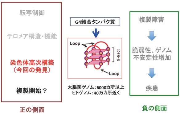 HPエッセイ複製タイミング図4