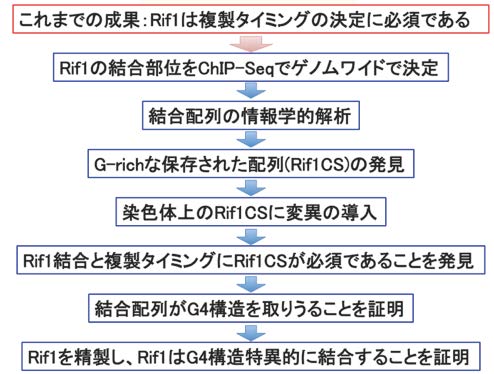 HPエッセイ複製タイミング図2