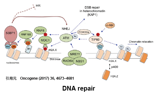 Oncogene (2017) 36, 4673–4681
