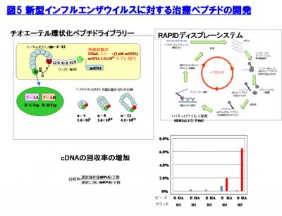 図5.新型インフルエンザウイルスに対する治療ペプチドの開発