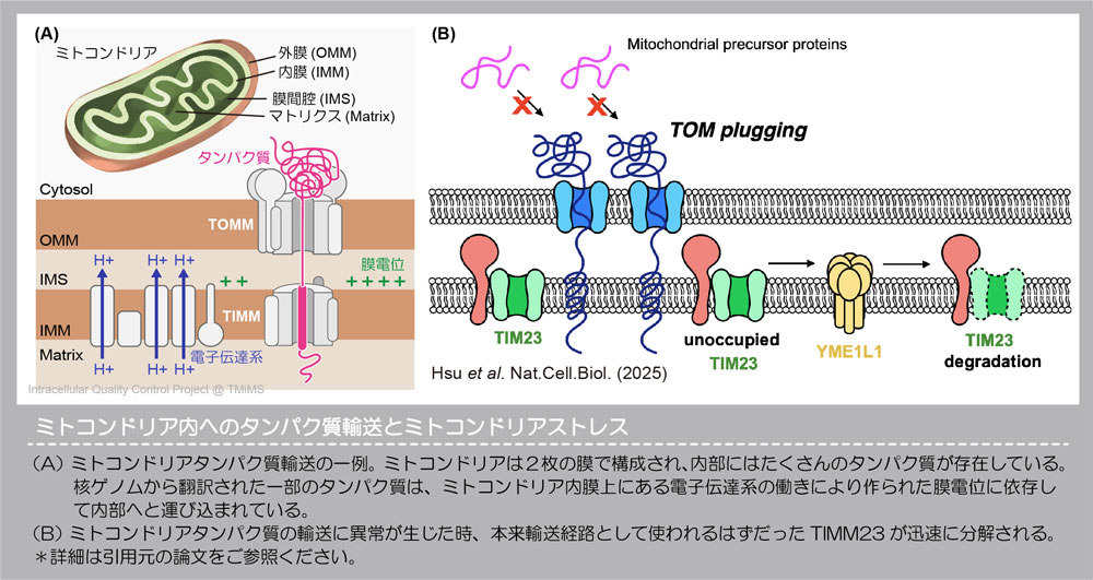 ミトコンドリア内へのタンパク質輸送とミトコンドリアストレス