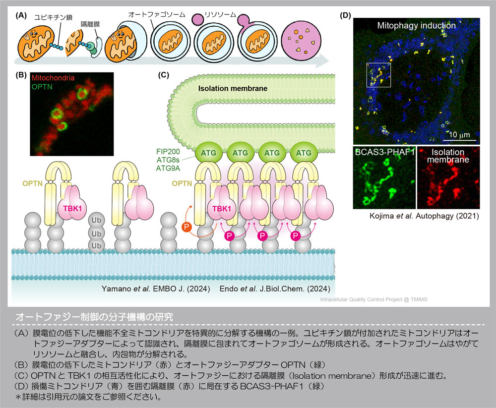 オートファジー制御の分子機構の研究