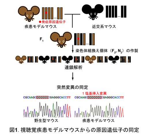 図1.視聴覚疾患モデルマウスからの原因遺伝子の同定